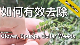 四叶草除不尽？ - 那是你喷洒的方式不正确 - 如何去除小叶杂草 - How to kill clover, spurge, dollar weeds  | KK和Kathy 的后花园