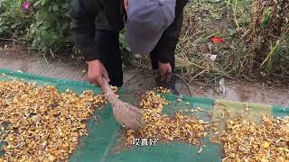 黄黄的蘑菇和榛蘑有什么区别？什么地道长这种蘑菇？