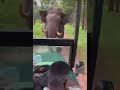 Viral Video: Elephant Charges Towards Safari Jeep, Narrow Escape For Tourists#shorts #viciousprime