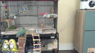 Lubbirb Live Stream