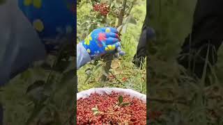 Farmers are picking peppercorns, a very ancient condiment