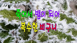 쏘쿨극장의[재미있고도 기이한 옛날이야기] 죽어서 뱀이 되어 복수한 비구니