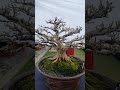 pohon lo atau pohon bonsai loa