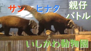 21.11 いしかわ動物園 レッサーパンダ ヒナタ と 母サン 親仔で遊ぶの楽しいね♪