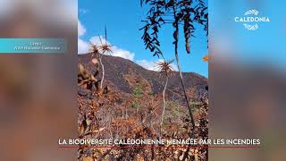 La biodiversité calédonienne menacée par les incendies