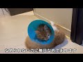 【去勢手術日記④】 初めてエリカラをつけた猫の反応がこちらです