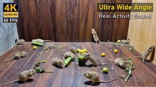 Cat TV Mice In Ultra Wide Angle | Mouse Squeaking, playing and Squabble On screen 10 Hour 4k UHD