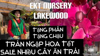 Hoa Tết Về Tràn Ngập Tại EKT Nursery Sale Nhiều Cây Ăn Trái Tặng Phân Tặng Chậu tt862