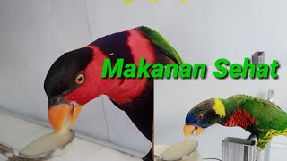 Makanan Yang Bagus Dan Sehat Untuk Burung Nuri