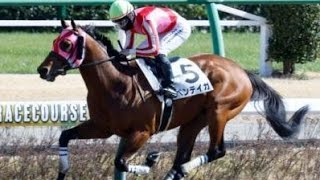 4歳以上1勝クラス　ダ1800m (右) 　ベンテイガ　牡5　58.0　西村淳也　2024.3.3　　出走馬：ベイビールビオ、マウンテンエース、オールマキシマム、ポンサン、クールシェルタ他