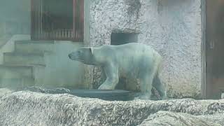 ポロロ　今日も元気です　シロクマ　ポロロ４５０（とくしま動物園）