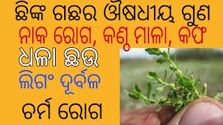 ଛିଙ୍କଣି ଗଛ ର ଔଷଧୀୟ ଗୁଣ। Medicinal plants Centipeda minima, Spreading Sneezeweed,