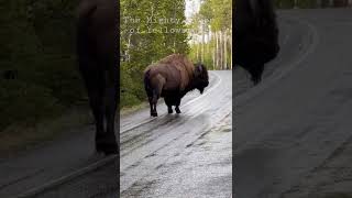 Yellowstone Bison Take Over the Grand Loop!