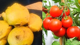 Aloo Vada Recipe | स्टफ्ड टमाटर पकोड़ा | सूरत का स्पेशल टमाटर का भरवां पकोड़ा | Stuffed Tomato Pakora