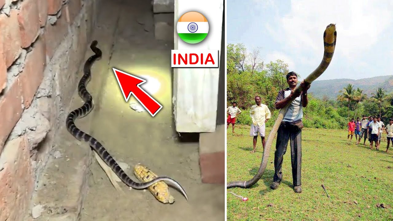 Top 10 Most Venomous Snakes In INDIA - YouTube