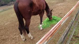 青草を食べる馬たち