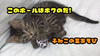 【ちっちこっち】子猫のボール遊びが可愛すぎです！