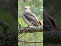 enjoy interesting videos 536 nature shorts