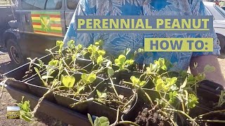 HOW-TO: Use Perennial Peanut Groundcover | Principles of Permaculture | Eat And Be Eaten