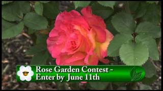 Rosarian Rose Contest