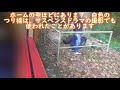 【紅葉】秋の嵯峨野トロッコに乗ってきた