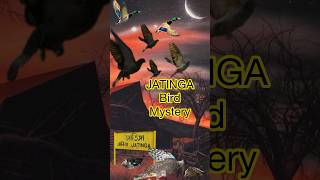 JATINGA Bird Mystery Explained in Hindi 👻 | जतिंगा का रहस्य #shorts #ytshorts #mystery #jatinga