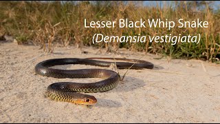 The Lesser Black Whip Snake (Demansia vestigiata)