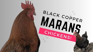 Black Copper Marans Chicken Shenanigans: Feeding Frenzy!