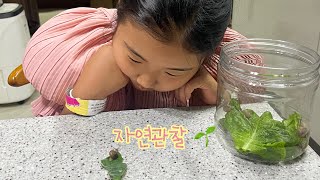 루비공주의 자연관찰(개미,오리,달팽이) Princess Ruby's Nature Observation