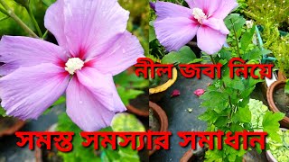 নীল জবার সম্পূর্ণ পরিচর্যা/ কিভাবে নীল জবা গাছে প্রচুর ফুল পাবেন / blue Hibiscus plant care