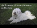 dogs 101 bichon frise