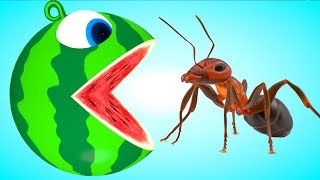 Pacman watermelon rolls meets a Ant-PACMAN on farm as he find surprise toys animal friends