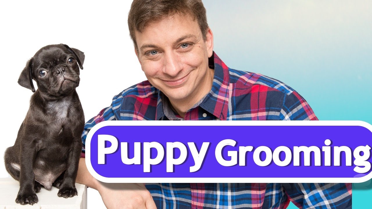 How To Brush Your Puppy Youtube