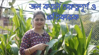 জল ঠিক করে দেওয়ার পরও কেন গাছ ঝিমিয়ে যায় ।।Watering and Over Watering differences।।Greeny Pots।।