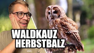 Geräuschloser Jäger - Im Reich des Waldkauzes