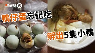 鴨仔蛋忘記吃「孵出5隻小萌鴨」！他興奮：希望能長大｜寵物動物｜鴨子｜精選影片