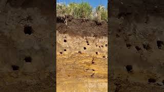 Sand Martin nesting in the cliff