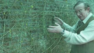 Pruning Jasmine - Burncoose Nurseries