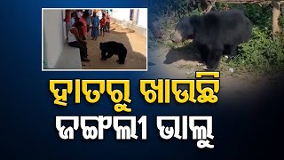 ହାତରୁ ଖାଉଛି ଜଙ୍ଗଲୀ ଭାଲୁ  | Odisha Reporter