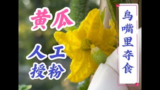 黄瓜为什么要实施人工授粉，#雌花雄花辨别，#如何防鸟