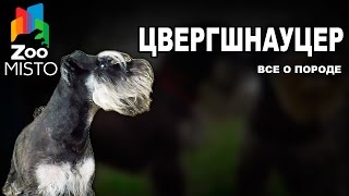 Цвергшнауцер - Все о породе собаки | Собака породы Цвергшнауцер