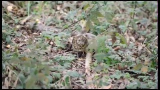 トラツグミの採餌のようす