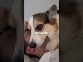 corgi protects his dad’s beauty sleep corgi dogs