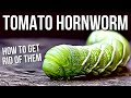 Tomato Hornworms | Best Way To Get Rid Of Tomato Hornworms!