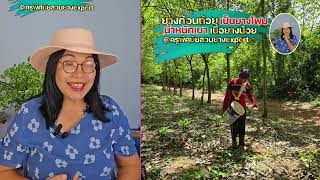 EP0278 ยางก้อนถ้วยเป็นโฟม เนื้อยางน้อย น้ำหนักเบา #ครูพิศมัยสวนยางexpert#ชาวสวนยางพารา#ชาวสวนยาง#ยาง