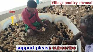 kiriraja chick and month old|கிரிராஜா கோழி 1நாள் கோழி மற்றும் 30 வரை |Village poultry farm