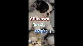 Chiwawa Breeder 直営店に､久々に純血チワワがやってきた！＋ミニチュアダックスフンドとのMIXのコも！　しずくん動画ショート【特別子犬編】#チワワ#ミニチュアダックスフンド#shorts