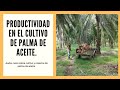 Productividad en el cultivo de palma de aceite 🌴