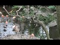 ２０１１年１０月８日　平川動物園　ショウジョウトキ♪