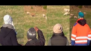 My Sheep Hear My Voice [AMAZING TEST ]- John 10:27 (Bible Truth Proven )